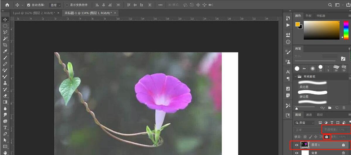 photoshop牵牛花插画绘制流程