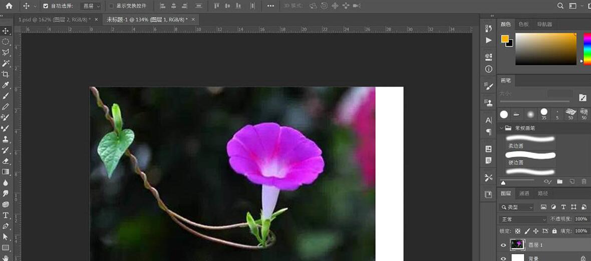 photoshop牵牛花插画绘制流程