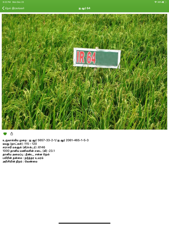 paddy varieties