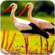 终极仙鹤模拟器（the white stork）